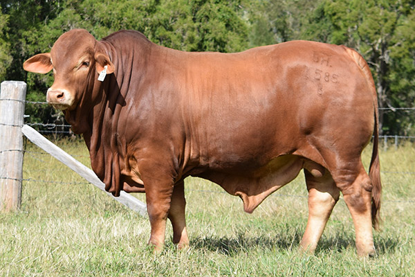 Bryvonlea Titan
